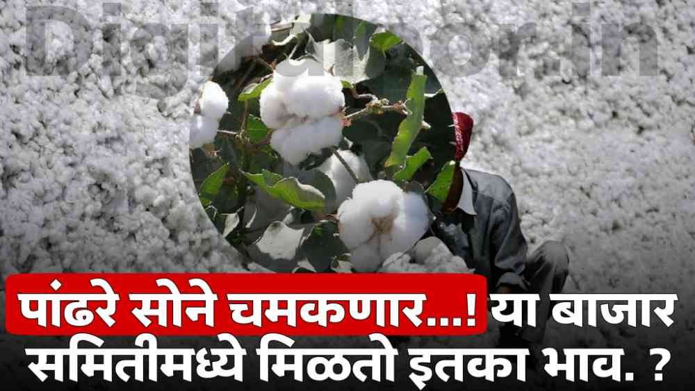 Cotton Market Price