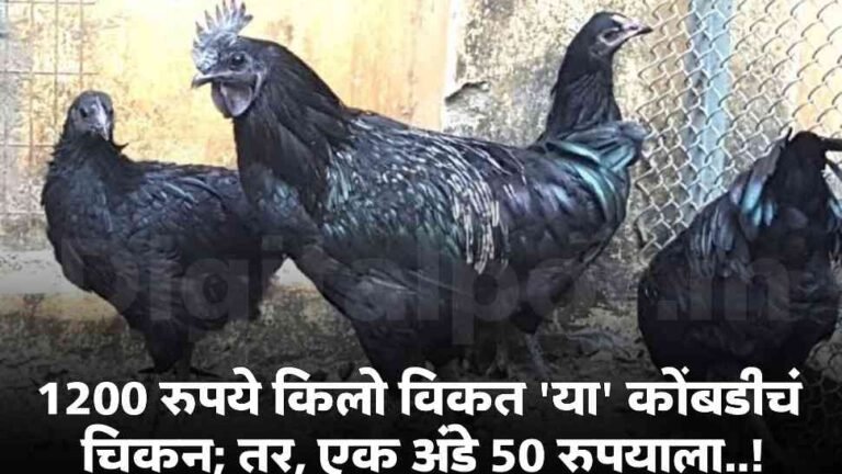 kadaknath chicken price: